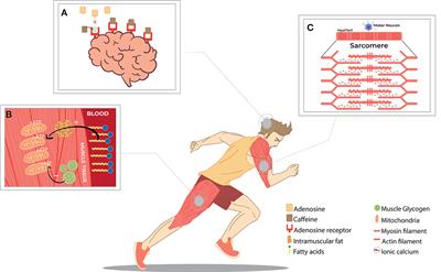 Caffeine and Exercise Performance: Possible Directions for Definitive Findings